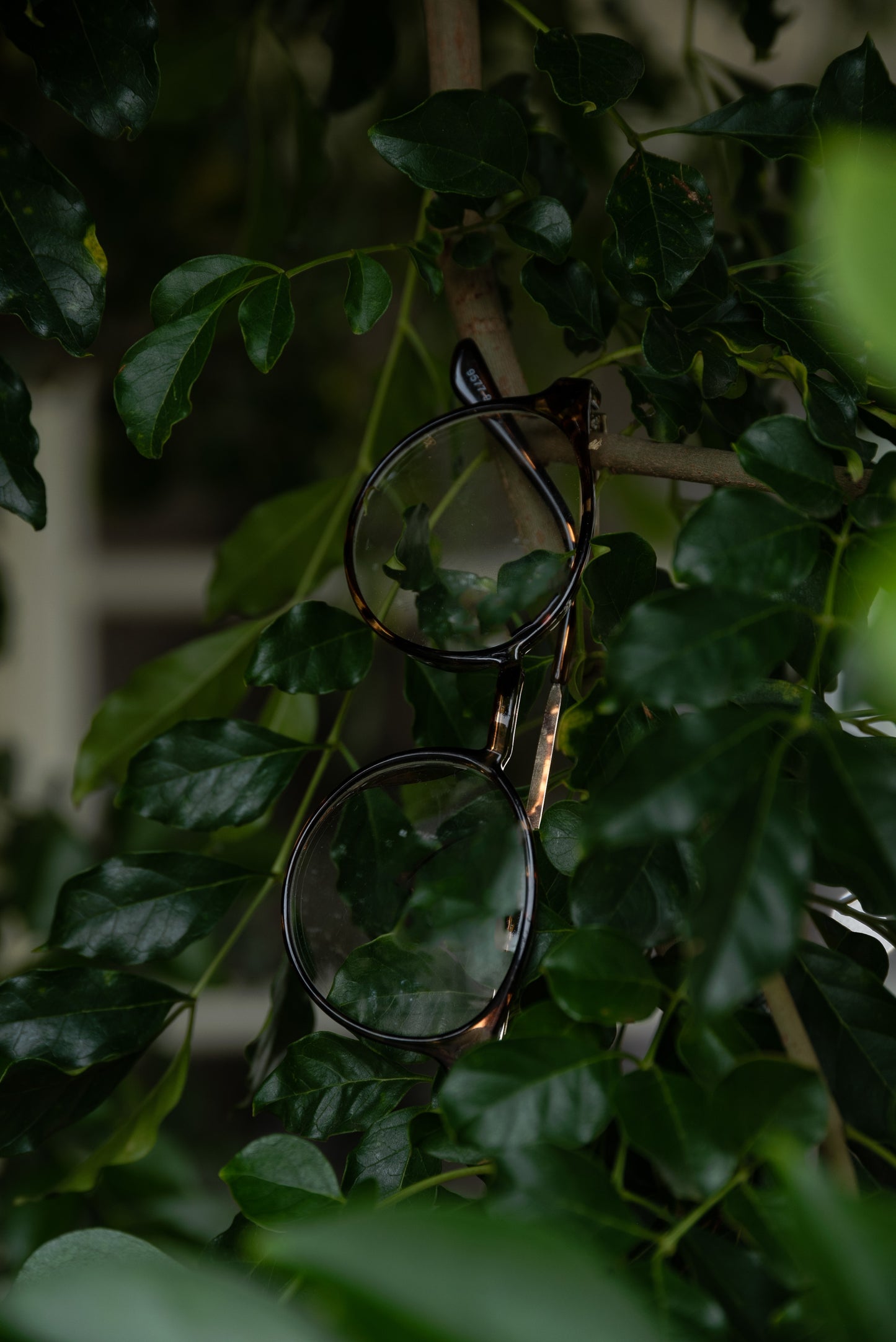 color boston frame sunglasses